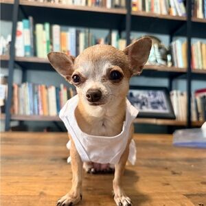 🇺🇸 “Born in the USA” Sparkle Tank Dress Dogs - XS